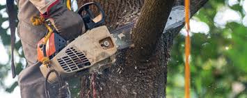 Professional Tree Services in Sylvania, GA